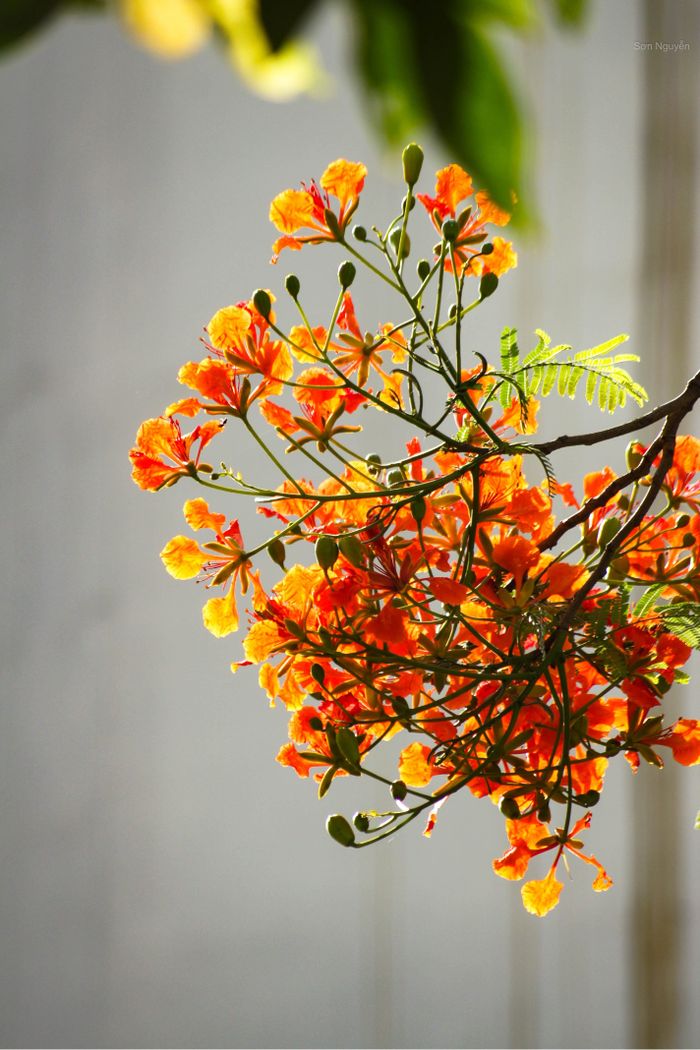 Ký ức mùa hạ cũng dịu êm như màu hoa phượng trước những tia nắng tinh khôi đầu ngày.