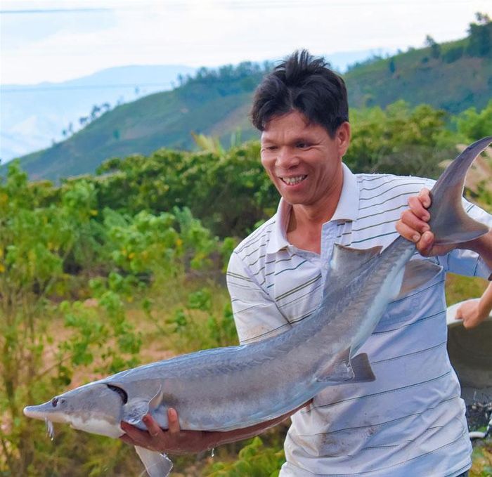 Con cá tầm nặng hơn 10 kg nuôi tại Thôn 2, xã Rô Men, huyện Đam Rông