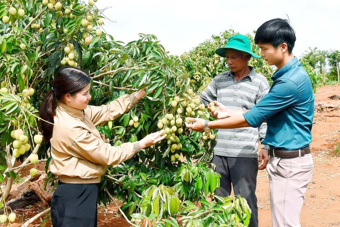 Mô hình 5 ha trồng cây ăn trái của ông Mai Văn Quang ở thôn 2 cho hiệu quả kinh tế cao. Ông Quang cho biết: “Năm 2017 ông mạnh dạn trồng 1000 mít thái, 200 cây sầu riêng, 500 cây vải. Đến nay các loại cây đã cho thu hoạch như mít, vải… dự kiến năm nay vuờn vải 200 cây cho thu bói khoảng 5 tấn với giá bán từ 35 đến 40 ngàn đồng thì tôi cũng có gần 200 triệu đồng”.