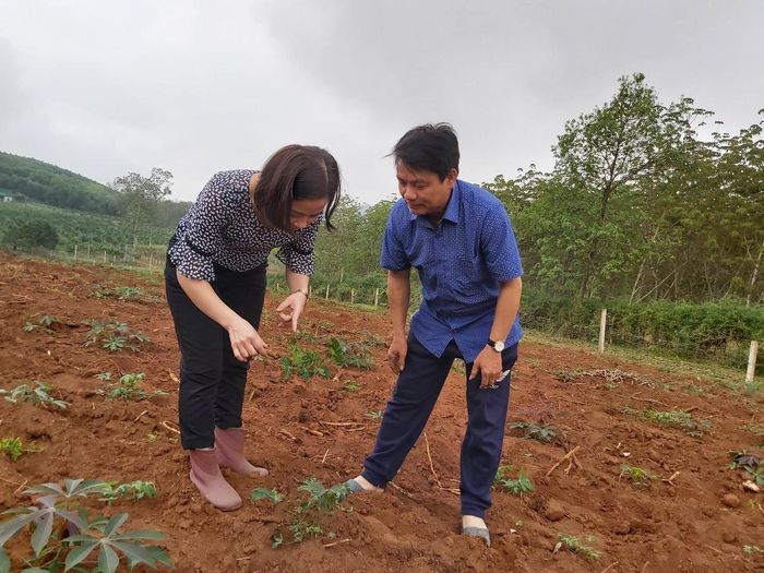 Cán bộ Trung tâm Dịch vụ nông nghiệp huyện Tân Kỳ (Nghệ An) kiểm tra bệnh khảm lá trên sắn