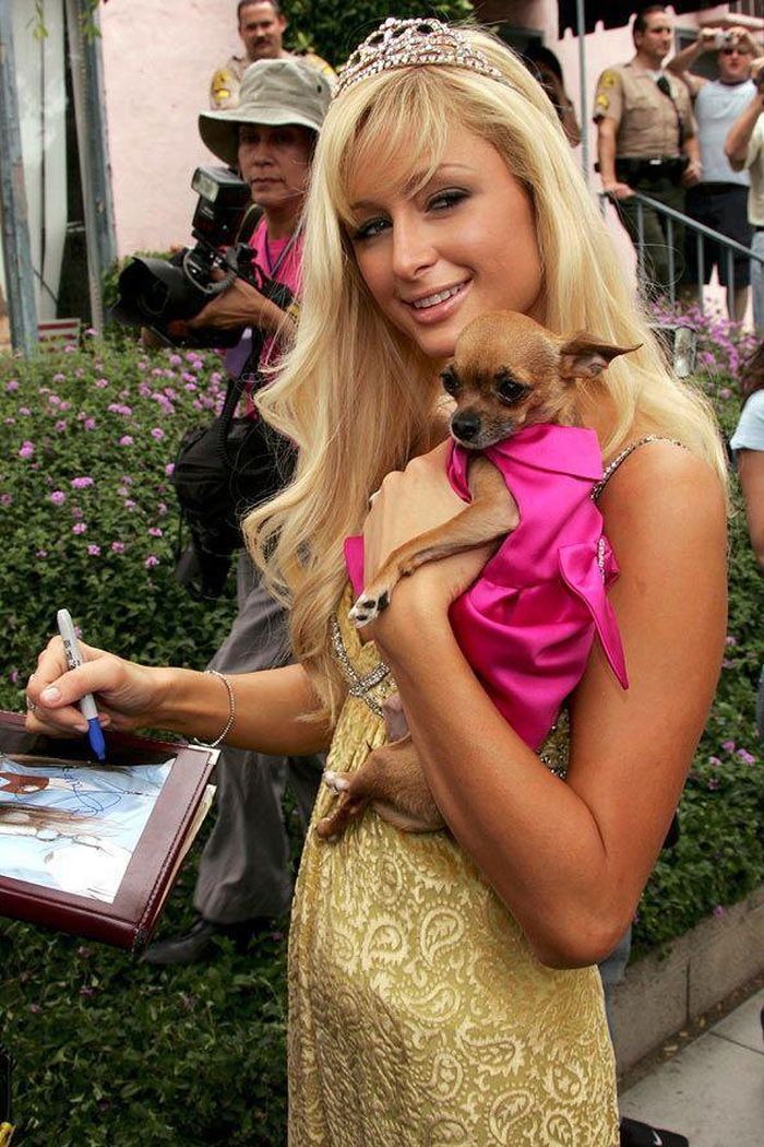 Paris Hilton mang thú cưng đến một sự kiện sang trọng