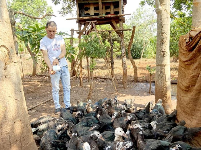 Chăn nuôi giúp anh Rơ Lan Hnhơn có thêm thu nhập để cải thiện cuộc sống