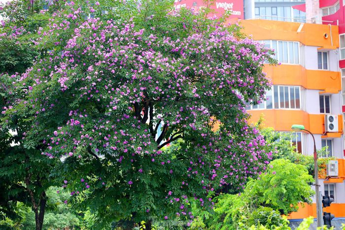Theo ghi nhận của phóng viên báo Tiền Phong, những ngày này khắp các con phố như Kim Mã, Đào Tấn, Trần Duy Hưng, Trần Thái Tông...hoa bằng lăng đã bắt đầu nở rộ.
