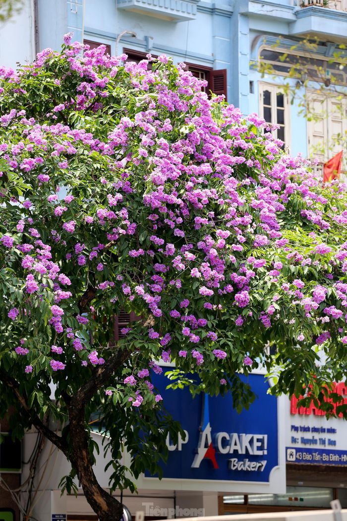 Những căn nhà mặt tiền giữa lòng thủ đô được tô điểm thêm sắc tím biêng biếc của hoa bằng lăng tạo bóng mát, vừa tô điểm thêm cho hình ảnh ngôi nhà lung linh.