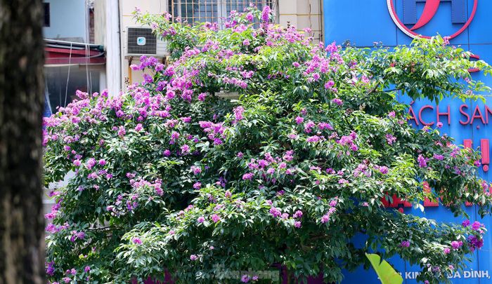 Hoa bằng lăng tím chỉ được ngắm trong một khoảng thời gian ngắn, bởi hoa nở nhanh và tàn cũng rất nhanh.