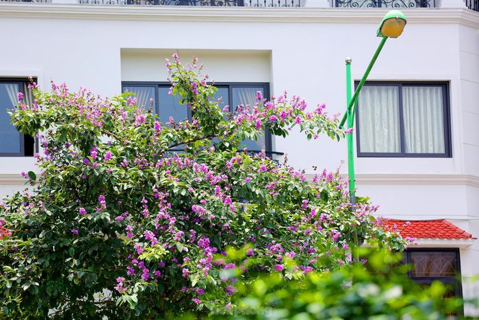 Chỉ một cây bằng lăng tím cũng đủ làm dịu mát ngôi nhà và giúp cho không gian nhỏ trên một con phố ở Hà Nội trở nên sinh động hơn.