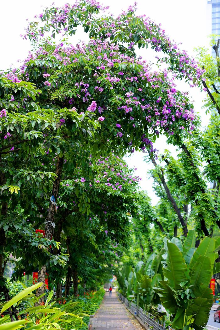 Màu tím thủy chung của hoa bằng lăng và màu đỏ đặc trưng của hoa phượng đã gắn liền với năm tháng tuổi thơ của các thế hệ học trò.