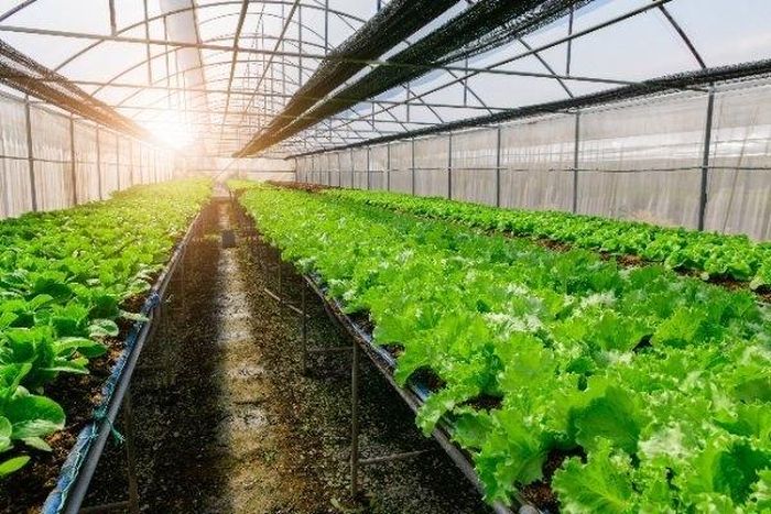 Dự án VsetEco hứa hẹn sẽ mang đến nhiều lợi ích cho doanh nghiệp và cộng đồng.
