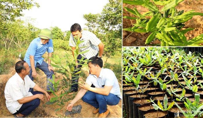 Giống mắc - ca được sản xuất và trồng trên địa bàn TX Thái Hòa. Ảnh: Nguyên Nguyên