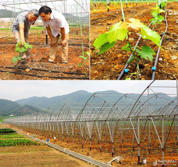 Hơn 5 ha nho được trồng trong nhà lưới đã lên xanh ở thị xã Thái Hòa. Ảnh: Nguyên Nguyên