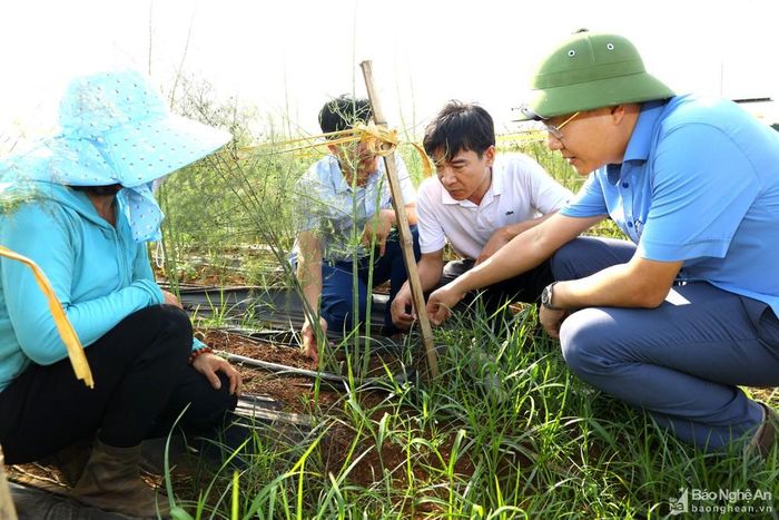 Măng tây hàng hóa được nhiều hộ dân ở TX Thái Hòa đầu tư. Ảnh: Nguyên Nguyên