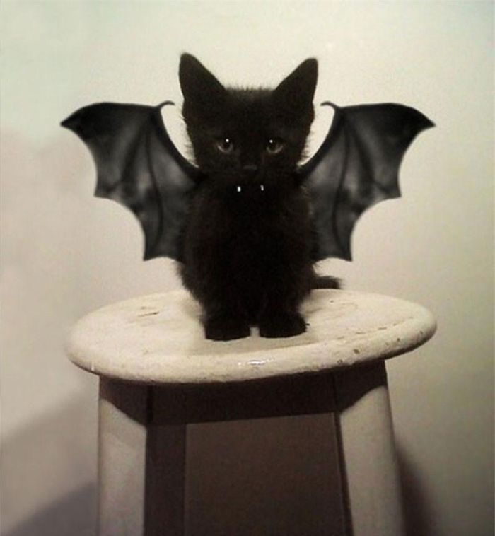 Mèo Dracula.
