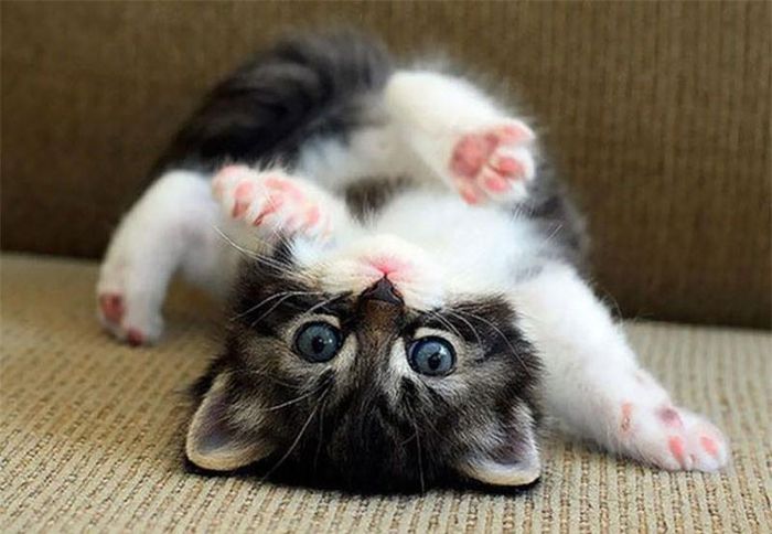 Đố ai “trồng cây chuối” được như em đấy !