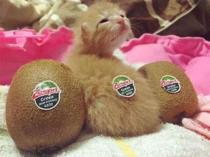 Bán mèo con kèm theo quả kiwi.