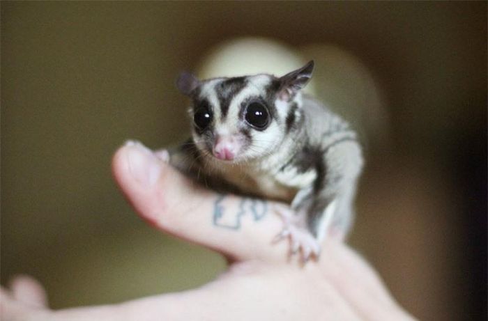 Sóc bay Australia có tên khoa học là Petaurus Breviceps Breviceps. Đây là phân loài thú có túi Petaurus Breviceps bắt nguồn từ bờ biển Đông Bắc Australia. Loài sóc này trưởng thành có chiều dài 16-20 cm (bao gồm cả phần đuôi), nặng 200g.