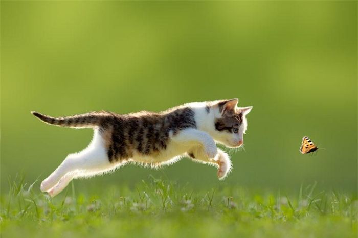 Mèo con đang mải mê đuổi theo chú bướm.