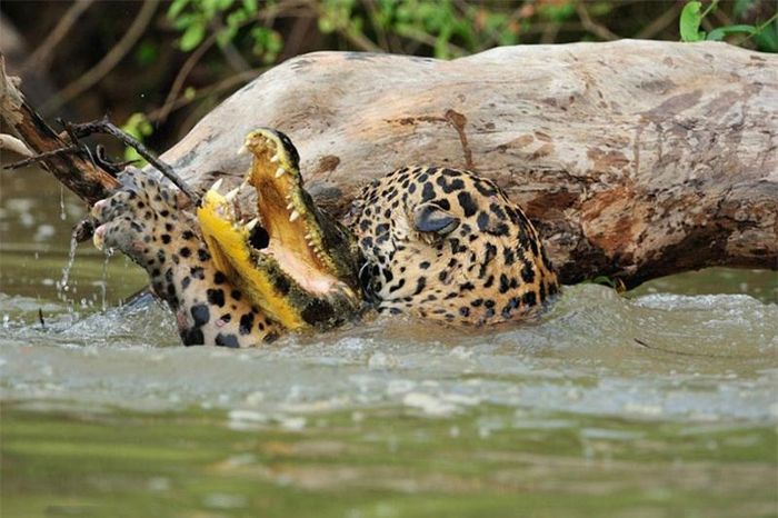 Dù cũng là kẻ săn mồi, nhưng do còn quá nhỏ và thực lực thua kém báo gấm nên chú cá sấu non đành phải nộp mạng cho kẻ đi săn.