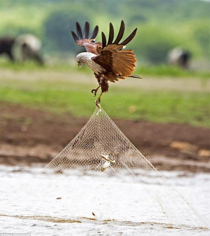 Ông Mupadi tiết lộ, chú chim này đang cố kéo tấm lưới khá nặng so với thân hình của nó với hy vọng tìm kiếm được con mồi.