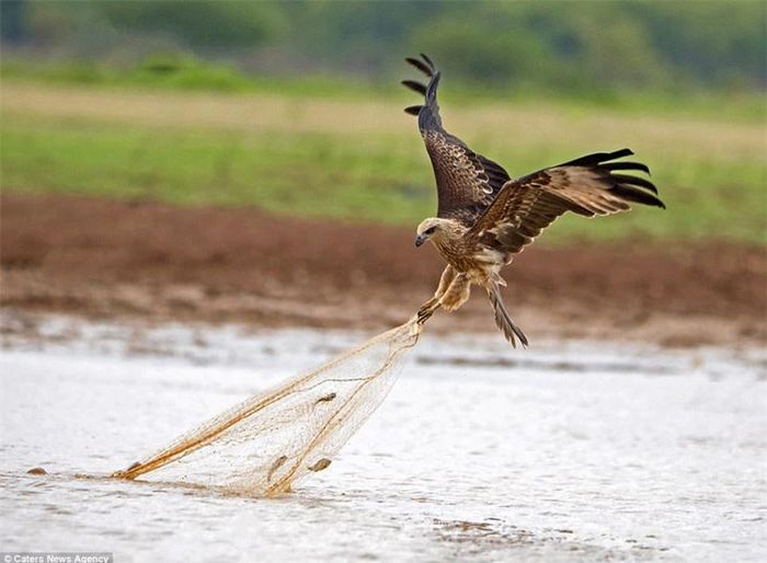 May mắn cho nó là trong lưới có cá và chú chim diều lửa đã thực hiện hành vi ăn cắp khá thành công khi không bị chủ nhân của tấm lưới phát hiện.
