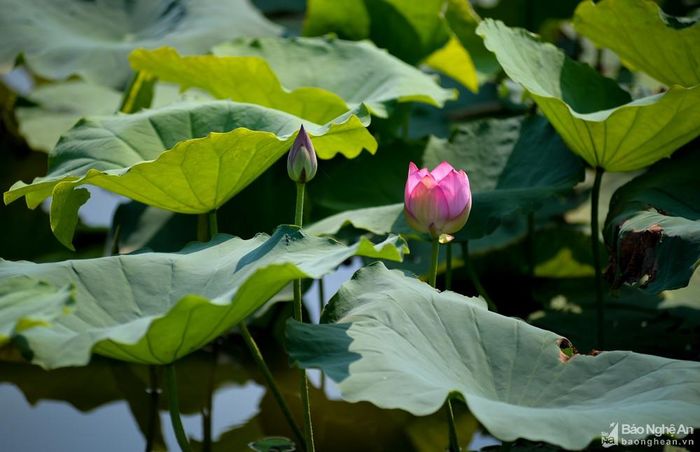 Hoa sen mang vẻ đẹp đời thường lại vừa cao quý, đó cũng chính là nét đẹp trong tâm hồn và con người Chủ tịch Hồ Chí Minh. Ảnh: Thành Cường