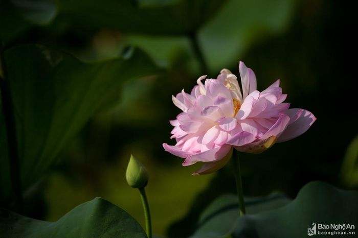 Những năm gần đây, để bảo tồn và nhân giống sen, chính quyền và Nhân dân địa phương đã tập trung mở rộng diện tích trồng mới, lai tạo ra nhiều giống sen mới để duy trì cũng như gìn giữ các giống sen quý này. Ảnh: Thành Cường