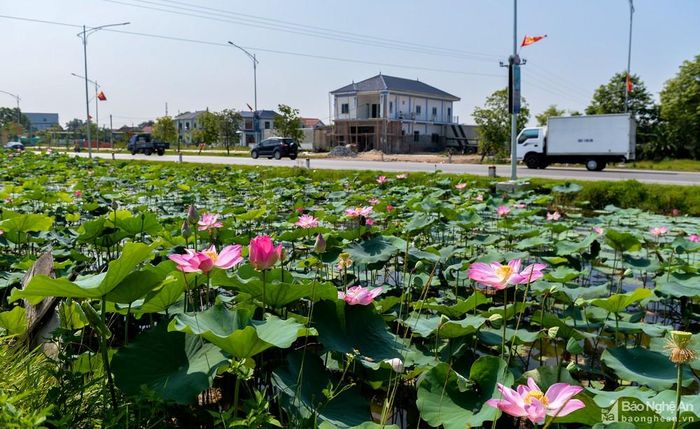 Được trồng trên diện tích khoảng 20ha, tháng Năm này Sen quê Bác đang vào mùa trổ bông khoe sắc, thơm ngát, nối dài từ quê nội Làng Sen sang Hoàng Trù quê ngoại của Bác Hồ. Ảnh: Thành Cường