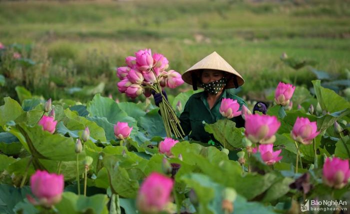 Giống sen ở đây được phát triển từ giống sen của làng và từ một số địa phương khác như sen Huế, sen cao sản, nhiều nhất là Đồng Tháp Mười - nơi có phần mộ của cụ Phó bảng Nguyễn Sinh Sắc. Ảnh: Thành Cường