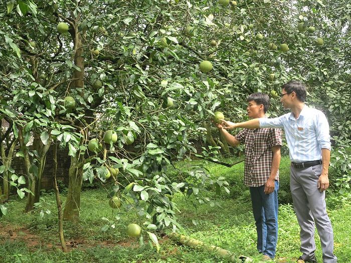 Làm theo Bác, nhiều hộ nông dân ở Đoan Hùng đầu tư trồng bưởi phát triển kinh tế, làm giàu chính đáng