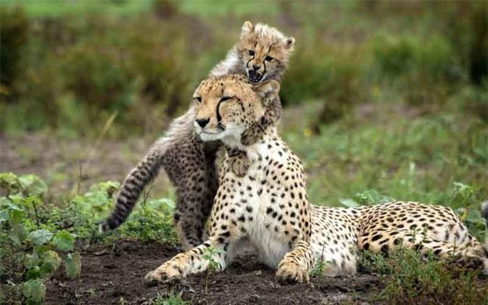 Hết đá vào mặt mẹ, báo gấm con lại ôm cổ khiến mẹ nó không được yên thân.