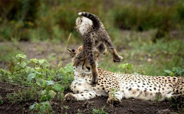 Báo gấm mẹ không hề tỏ ra tức giận, nó nhẫn nhịn để con trai "hành hạ". Đây là gương mặt dịu dàng hiếm thấy của loại động vật ăn thịt.