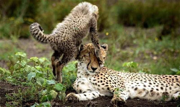 Khuôn mặt "bất lực" của báo gấm mẹ khi thấy con nhỏ nghịch ngợm.