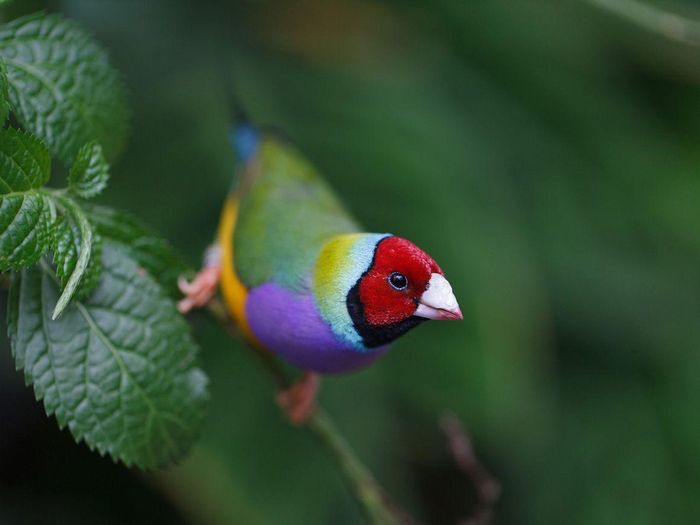 Bộ lông vô cùng rực rỡ khiến chim sẻ Gouldian như được nhuộm màu bởi cầu vồng. Đây cũng là lý do chúng có một tên gọi khác là chim sẻ cầu vồng.