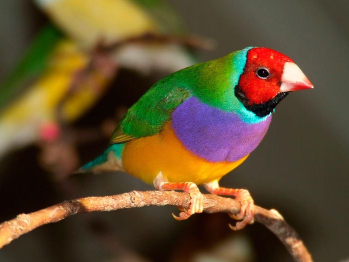 Là họ hàng gần của các loài chim di cư, chim sẻ Gouldian có tập tính ăn hạt giống cỏ dại bằng cách dùng chiếc mỏ có hình dáng đặc trưng để nhằn vỏ hạt ra ngoài.