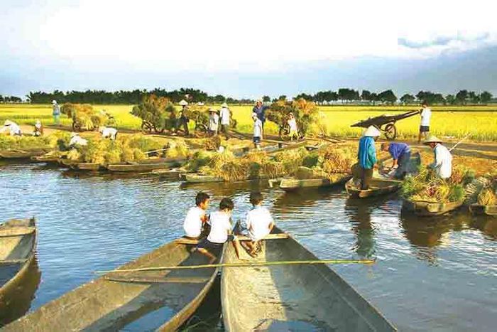  Mùa thu hoạch lúa ở Hải Lăng - Ảnh: T.L 
