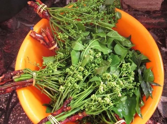 Lá và hoa sầu đâu - loài cây hoang dại mọc nhiều ở An Giang. Ảnh: Báo Du lịch
