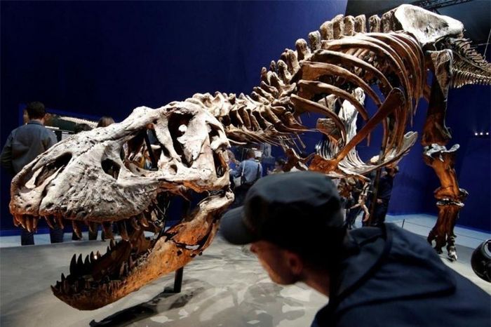 Khoảng 2, 5 tỷ con khủng long T-rex từng sinh sống trên Trái đất. (Ảnh: Reuters)