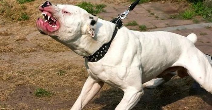 Việc những người chủ để cho chó của mình cắn chú chó khác đến chết, thậm chí còn đánh cả người ra can ngăn là cách nuôi dạy hoàn toàn sai lầm. Chính điều đó đã hình thành bản tính hung hãn, thích thống trị, hay cắn bậy của những con vật. Và nguy cơ nó gây hại cho chính chủ nhân của mình cũng rất cao.