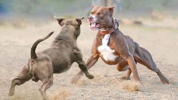 Pitbull hay một số giống chó hung dữ đã bị nhiều nơi trên thế giới cấm nuôi do bản tính hung dữ và khi đã tấn công thì nhất định sẽ không dừng lại đến khi con mồi hoàn toàn bất động.