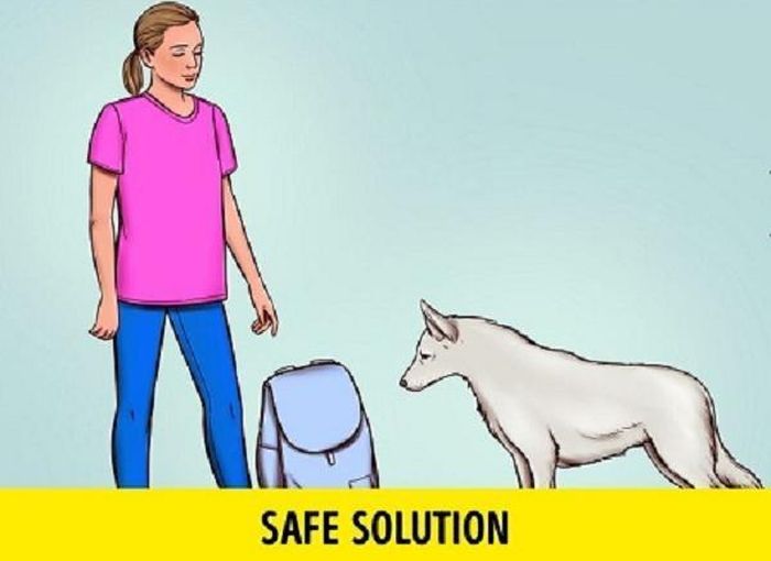 Trong trường hợp không may trên đường bạn gặp phải chó dữ có ý định tấn công, hãy tránh ánh mắt của nó, đặt thứ gì đó ở giữa để tạo khoảng cách. Vật đó có thể là ba lô, ô, giày hoặc áo khoác. Hy vọng con vật sẽ nghĩ những thứ đó là trở ngại giữa bạn và nó nên bị phân tâm.