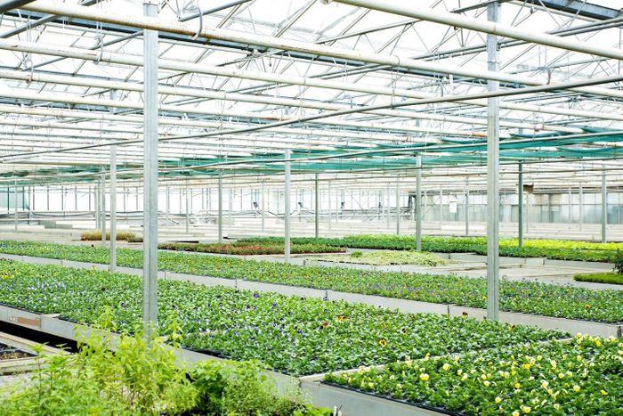Dự án nông nghiệp sạch VsetEco của VsetGroup sẽ triển khai trong thời gian tới