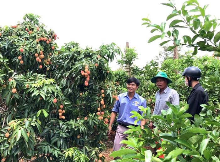 Vụ thu hoạch bói, ông Quang ước tính mỗi cây vải cho 20-25 kg quả. Ảnh: Lê Hòa