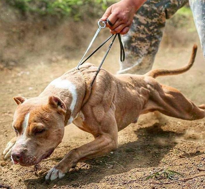 Chó Pitbull đang dần được nuôi phổ biến ở Việt Nam. Ảnh: ND/Dangcongsan.vn