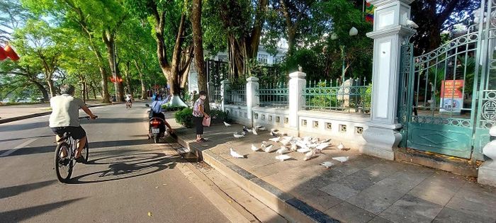 Những chú chim bồ câu kiếm ăn trong không khí trong lành