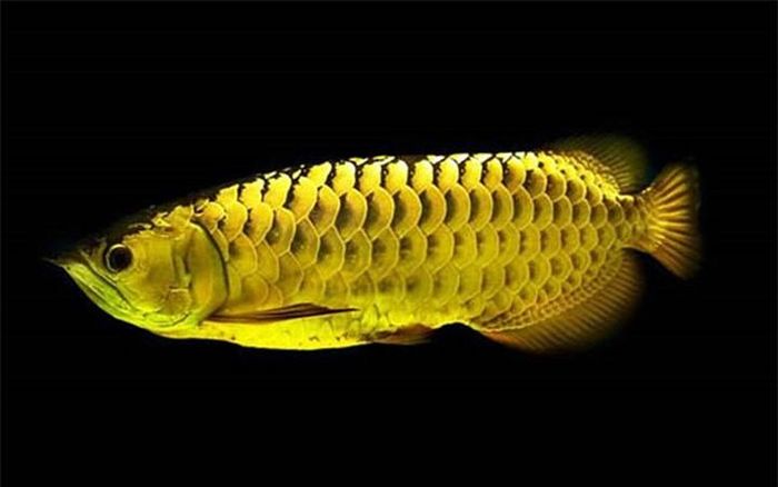 Cá Golden Crossback Arowana có giá 2.000 USD. (Ảnh:Successstory.com)