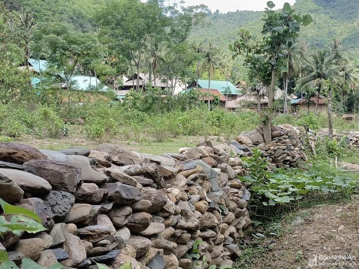 Ông Vi Văn Khun - Trưởng bản Huồi Pai cho biết: Kể từ năm 1985, một số hộ dân đã ra khu vực này lập bản và khai hoang ruộng nước. Do ruộng của dân chủ yếu nằm dọc theo khe, suối, vì thế để giúp suối Pai không bị bồi lắng do cứ sau mỗi trận mưa lũ đá cuội bị cuốn về nhiều, người dân đã nhặt đá làm hàng rào, lâu dần tạo ra những hàng rào đá như hiện nay. Hiện tại dọc theo khe, suối dãy hàng rào đá bảo vệ ruộng của người dân đã có chiều dài gần 2 km, và mỗi năm vẫn được xếp dài thêm. Ảnh: Tiến Đông
