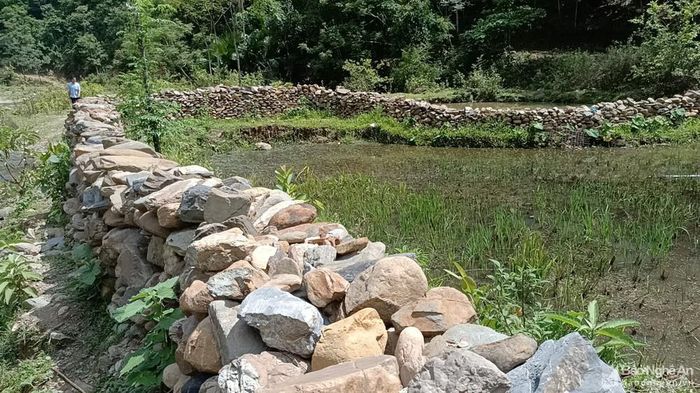 Hàng rào uốn lượn theo chân ruộng. Ảnh: Tiến Đông