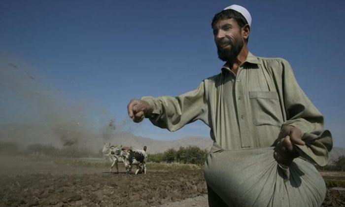 Một nông dân Afghanistan gieo hạt cây thuốc phiện 
