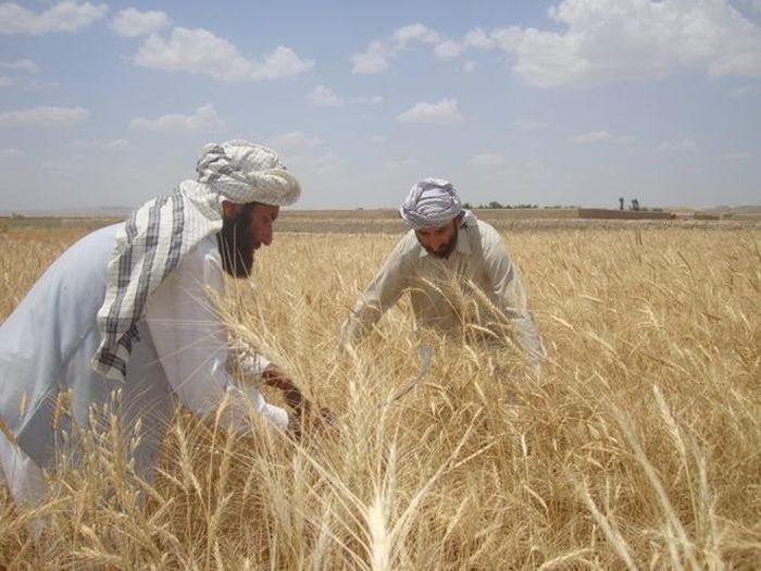 Nước Anh đang đầu tư vào việc phát triển cây lương thực ở Afghanistan 