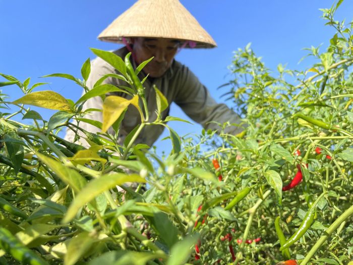 Hộ gia đình ông Nguyễn Doãn Long (74 tuổi, thôn Thượng Phú) có hơn 1 sào ớt. Năm nay thời tiết thuận lợi, ớt ít sâu bệnh đem lại sản lượng cao. Tuy nhiên, dịch bệnh Covid- 19, khiến ớt khó xuất khẩu, thương lái tìm đến mua với số lượng ít. Gia đình ông vẫn chưa biết sẽ đưa ớt tiêu thụ ở đâu.