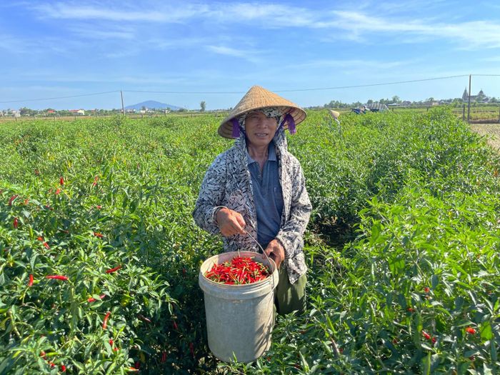 Hiện nay giá ớt được bán từ 5.000 đồng -7.000 đồng/kg. Trung bình mỗi sào ớt chỉ đem lại từ 2,5 triệu - 3 triệu đồng